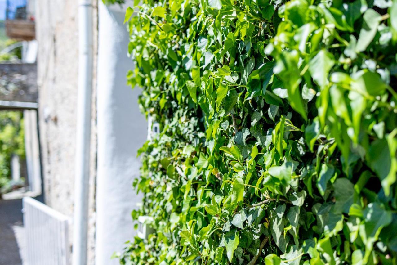 Agriturismo Nonnamelia Nasino Eksteriør bilde